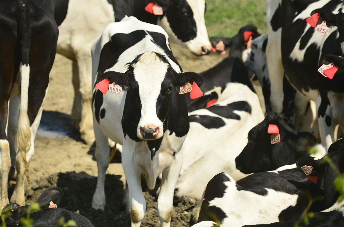 Holstein Dairy Cattle Competition Returns to the Great New York State Fair with Largest Showing in a Decade