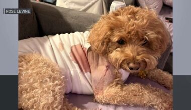 Police search for gunman after Brooklyn dog shot by stray bullet – NBC New York