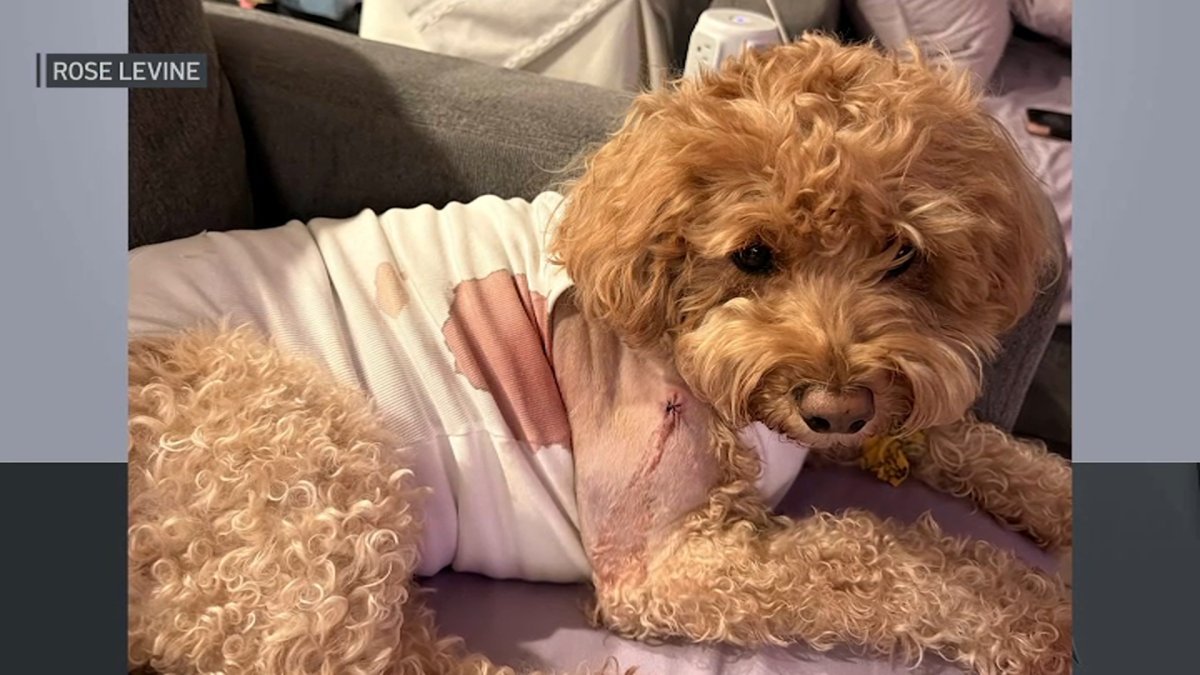 Police search for gunman after Brooklyn dog shot by stray bullet – NBC New York