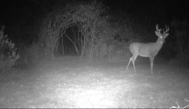 New York State deer hunter’s math