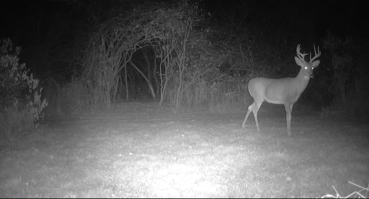 New York State deer hunter’s math
