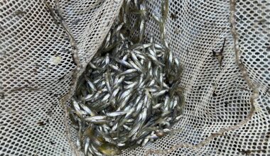How Central New York's walleye are prepped for stocking