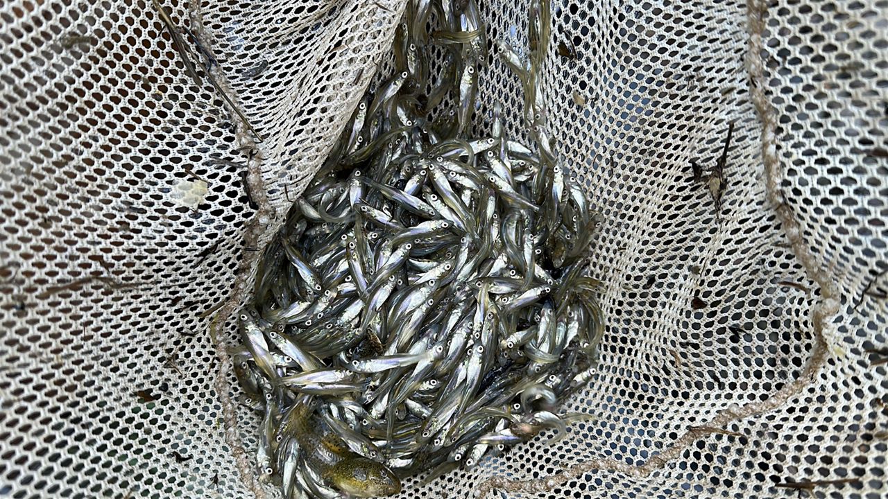 How Central New York's walleye are prepped for stocking