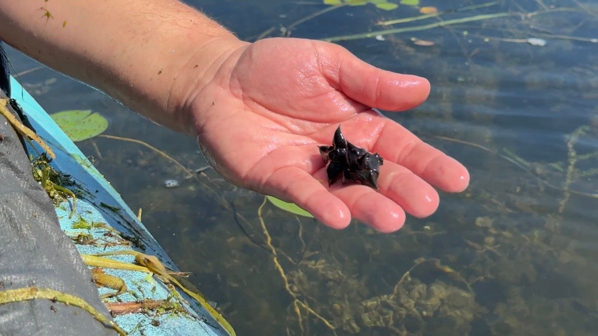 The water chestnut's iconic, sharp nutlet