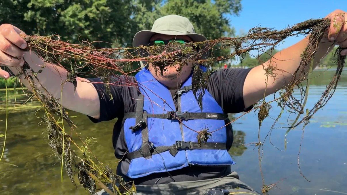Volunteer David Carnie shows off the plant's long, feathery roots