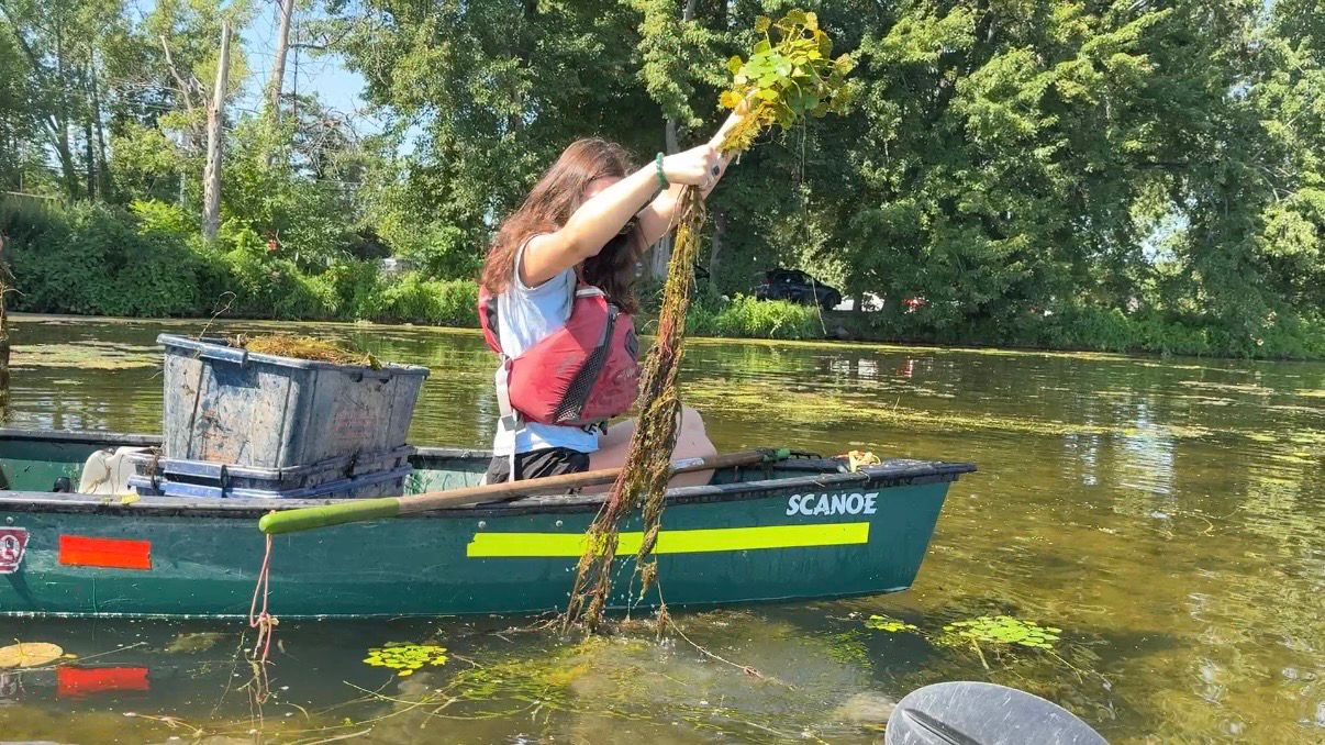 Volunteers are hand-pulling the plants from Oneida Lake