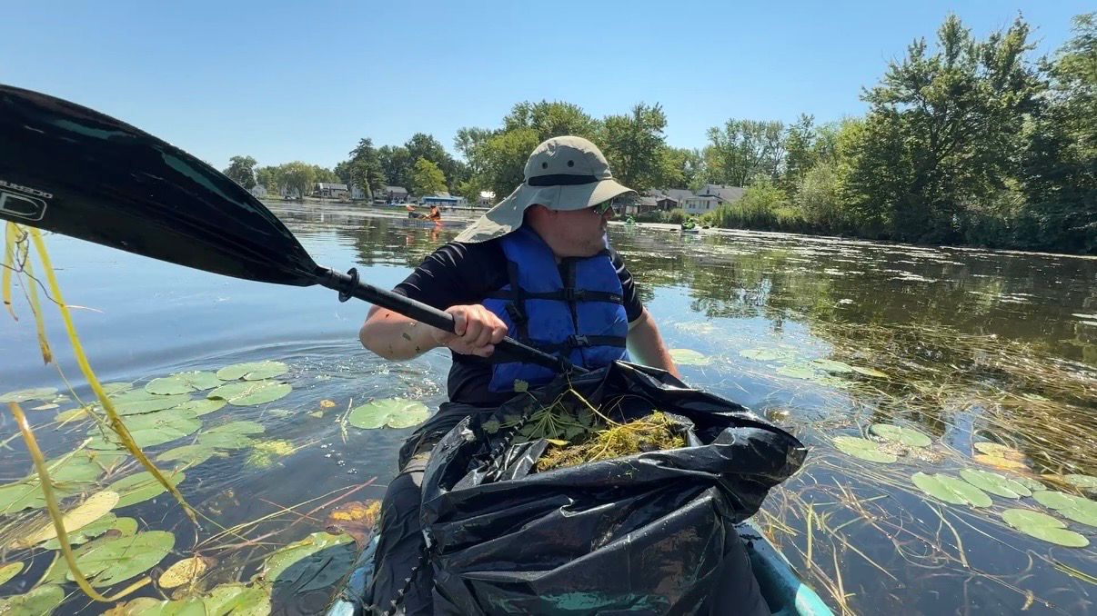 Volunteer David Carnie brings a bag filled with freshly pulled water chestnuts back to shore