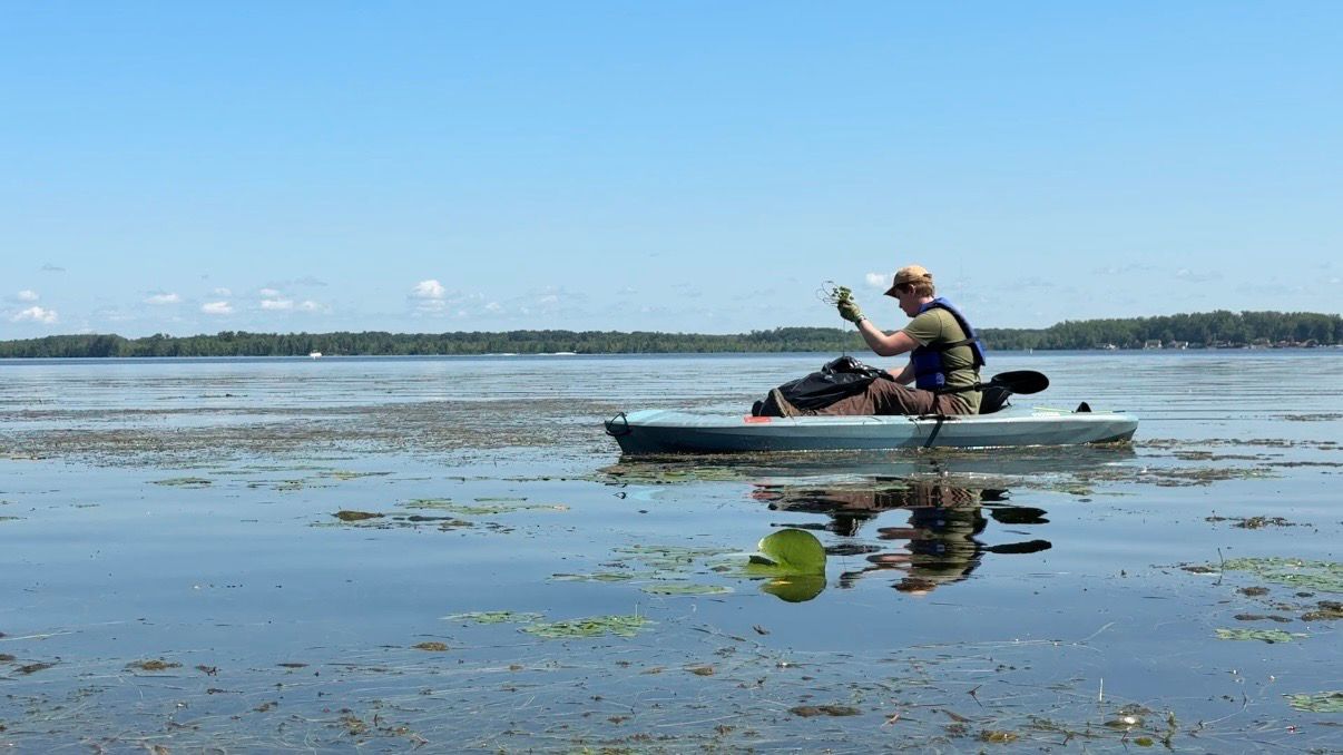 Volunteers going all in on hands-on water chestnut removal