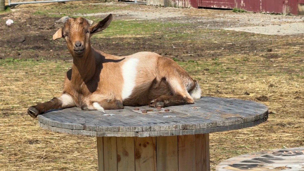 A goat enjoys a donated wooden spool from National Grid. (Spectrum News/Natalie Mooney)