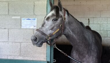 Queen Looks to Shine in King's Plate