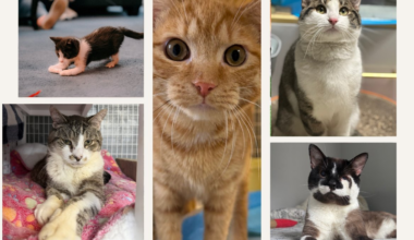 Clear the Shelters: Adopting special needs pet can change your life for the better. Here are some! – NBC New York