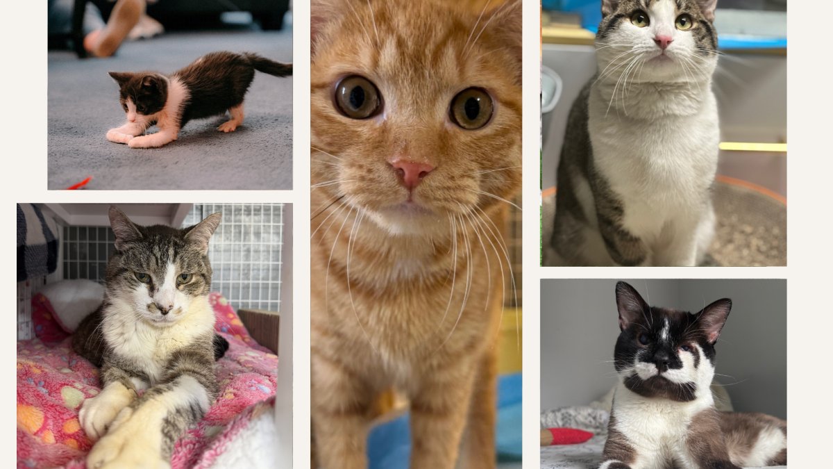 Clear the Shelters: Adopting special needs pet can change your life for the better. Here are some! – NBC New York