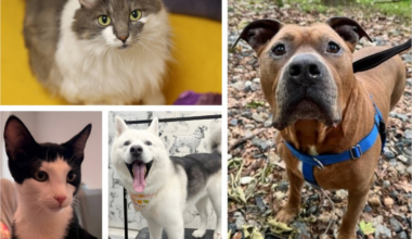Clear the Shelters: Animals for adoption at Connecticut Humane Society and Inky Blue Animal Rescue – NBC New York