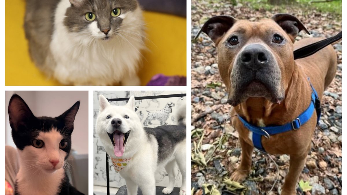 Clear the Shelters: Animals for adoption at Connecticut Humane Society and Inky Blue Animal Rescue – NBC New York