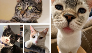 Rescues around New York have cats that are up for adoption. Here are some – NBC New York