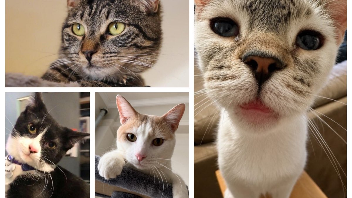 Rescues around New York have cats that are up for adoption. Here are some – NBC New York