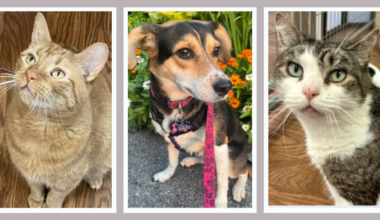 These animals at HOPE Animal Rescue in New York are sweet…and looking for a forever home – NBC New York