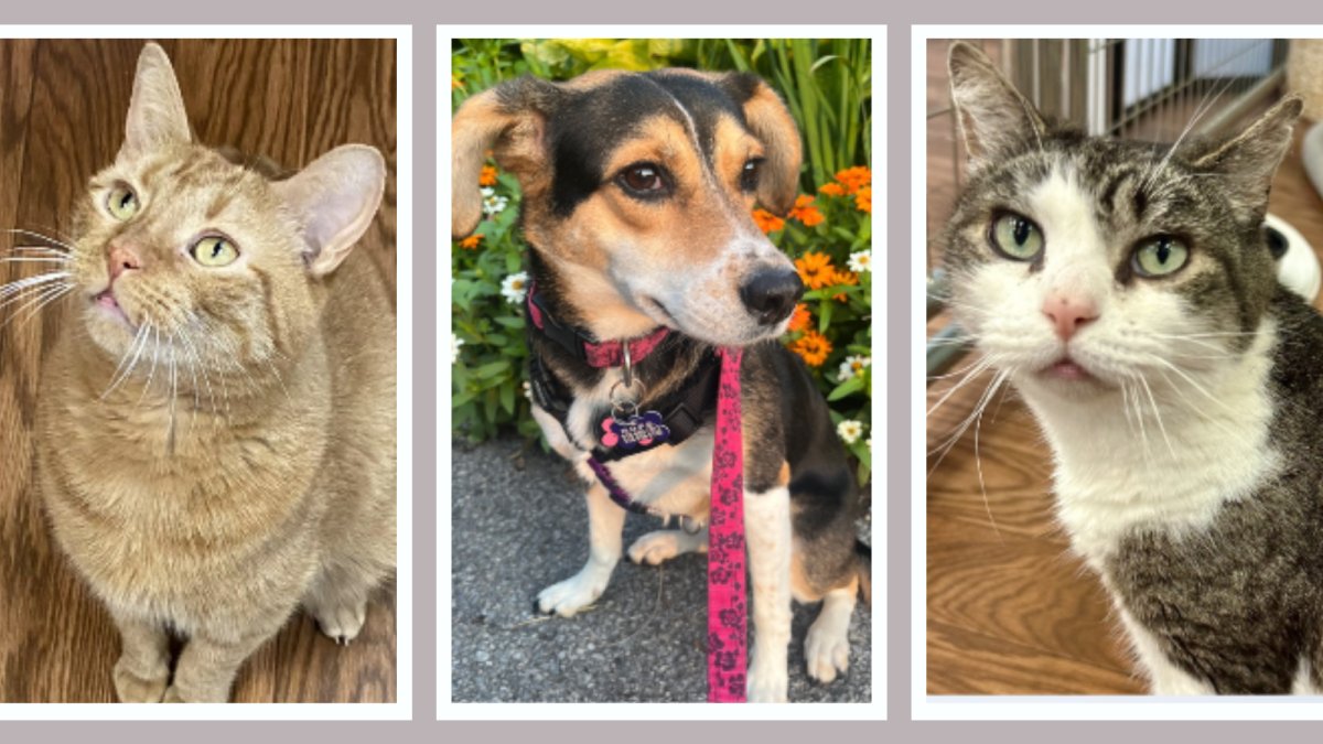 These animals at HOPE Animal Rescue in New York are sweet…and looking for a forever home – NBC New York