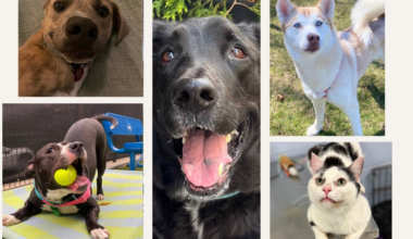 Meet some of the adorable animals awaiting loving homes at Bideawee shelters in NY – NBC New York