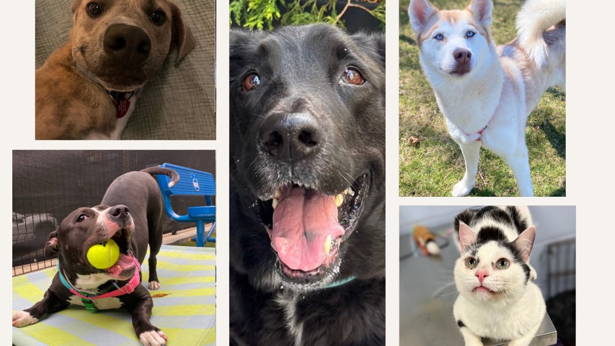 Meet some of the adorable animals awaiting loving homes at Bideawee shelters in NY – NBC New York