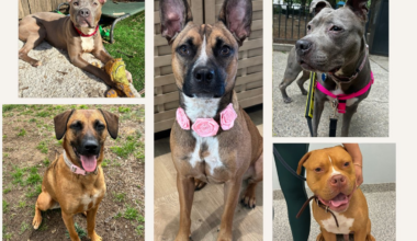 Clear the Shelters: Dogs wait to be adopted at Pawsome Squad rescue in NYC – NBC New York