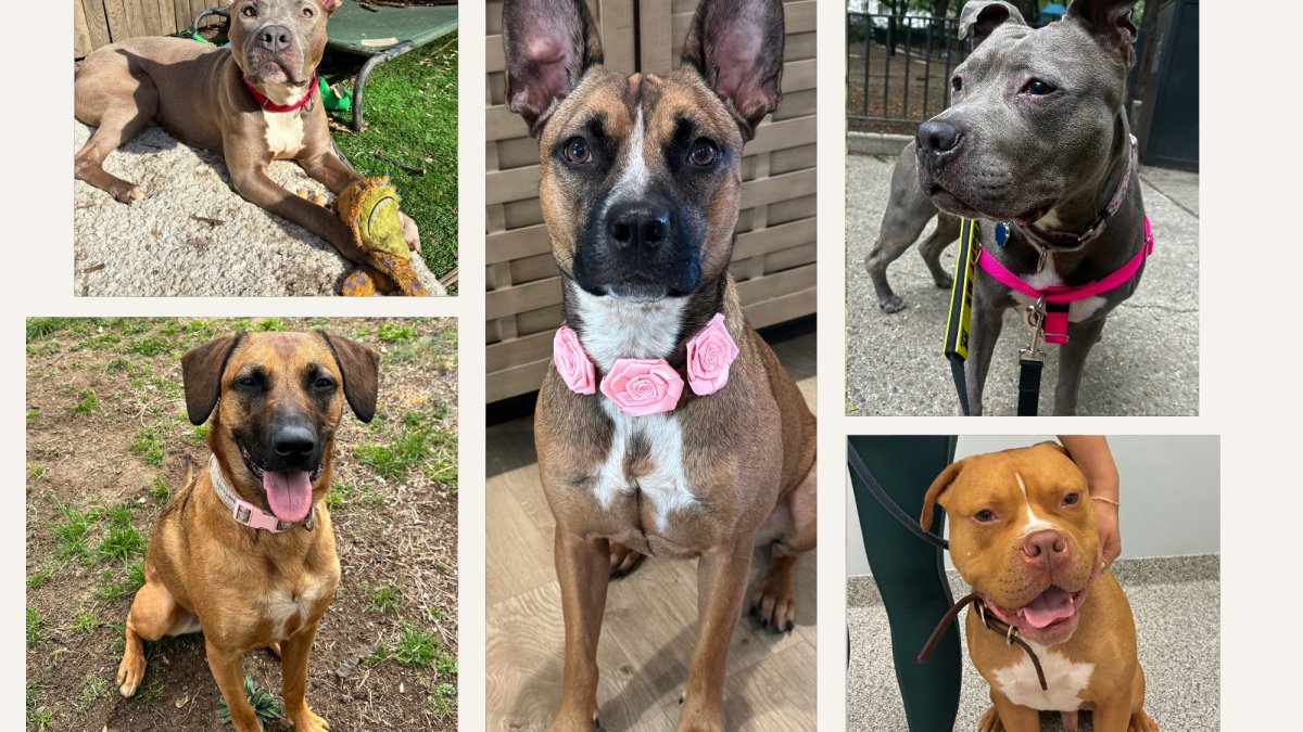 Clear the Shelters: Dogs wait to be adopted at Pawsome Squad rescue in NYC – NBC New York