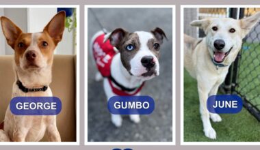Get to know these NYC doggos at the Hearts & Bones Rescue – NBC New York