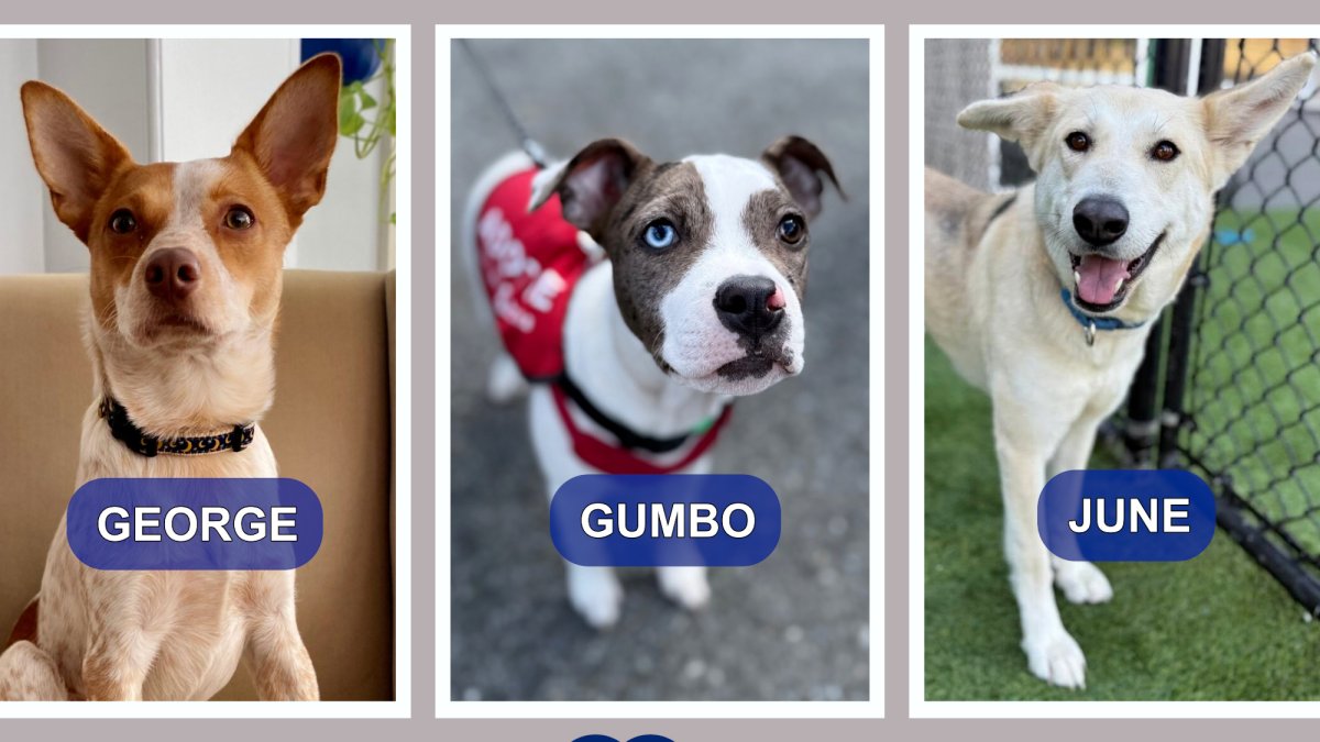 Get to know these NYC doggos at the Hearts & Bones Rescue – NBC New York