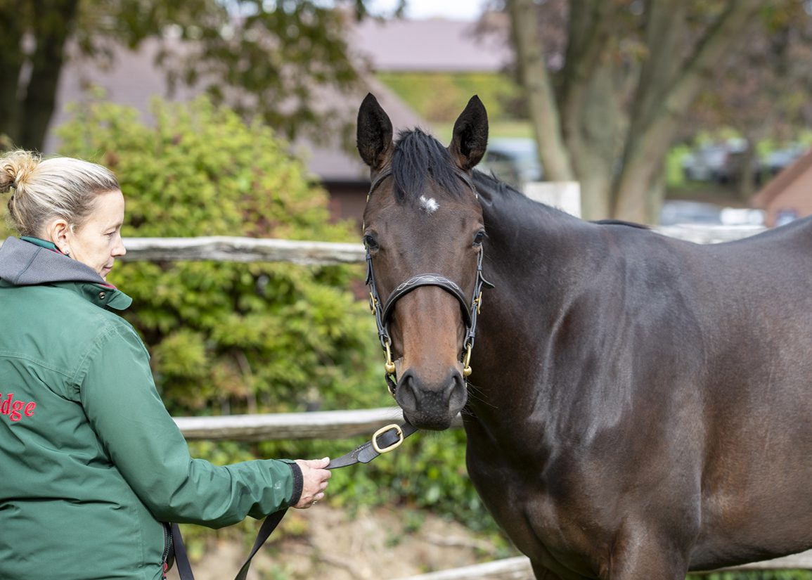 Arabian Queen's Daughter Forbidden Fire Debuts at Salisbury
