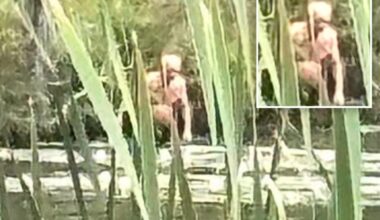 NY Bigfoot sighting of 'Syracuse Figure' my have gross NSFW explanation: 'Inhuman'