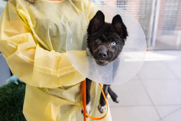 Petunia is pictured at the ASPCA Animal Recovery Center in a recent photo. Last month, in July 2026, two puppies were found reportedly abandoned in a dumpster in Queens with wire-wrapped muzzles. The puppies, Poppy and Petunia, were then transported by the NYPD to an emergency veterinary clinic and then onto the ASPCA Animal Recovery Center in Manhattan for critical care. Both puppies are now available at the ASPCA Adoption Center and are looking for new, loving homes. (ASPCA)