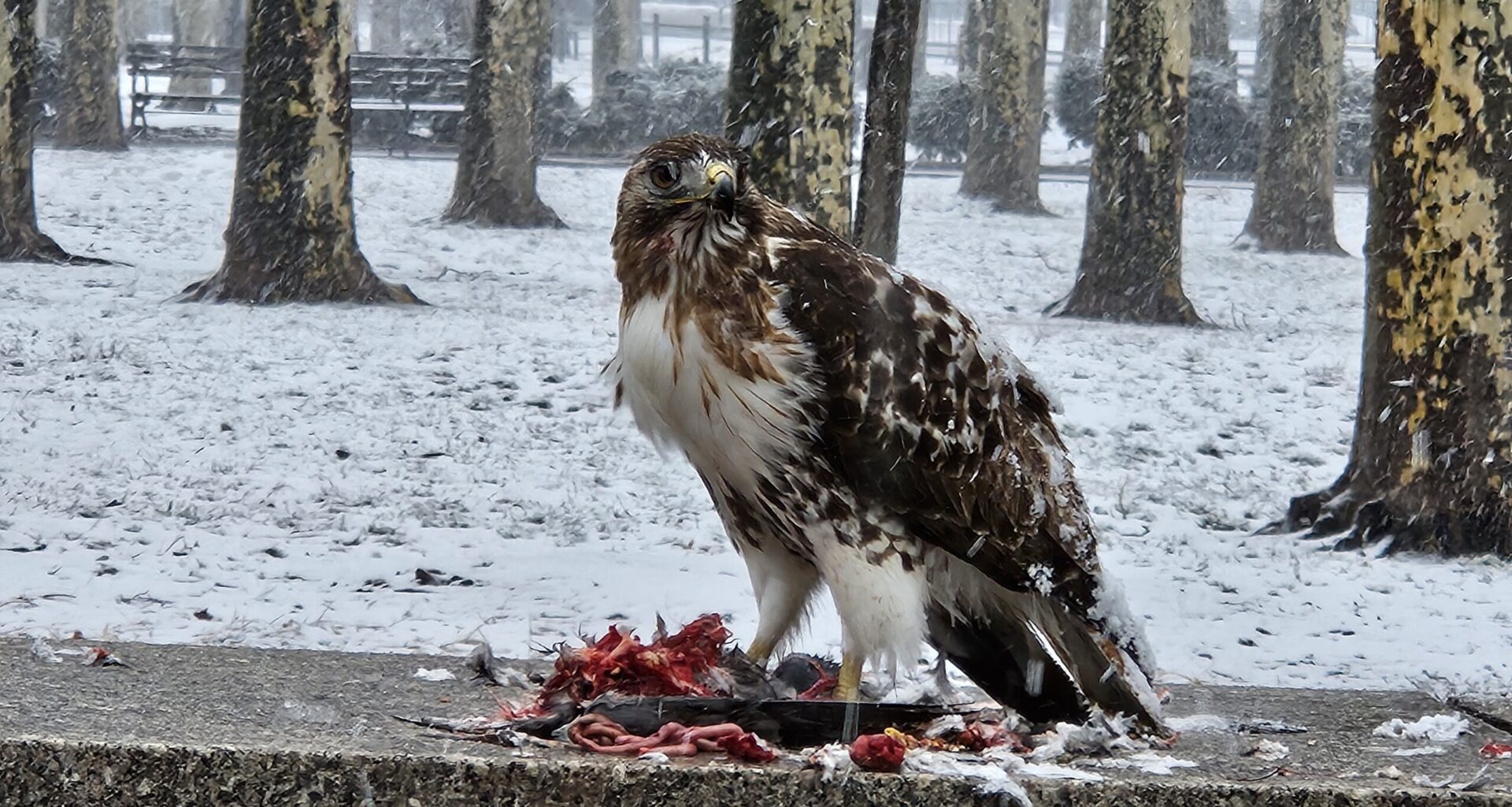 A red-tailed hawk consumes its prey in Downtown Brooklyn’s Cadman Plaza Park. Photo: Michael Kilfoyle