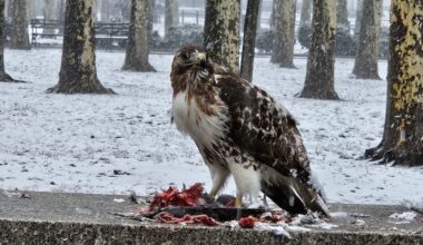 A red-tailed hawk consumes its prey in Downtown Brooklyn’s Cadman Plaza Park. Photo: Michael Kilfoyle