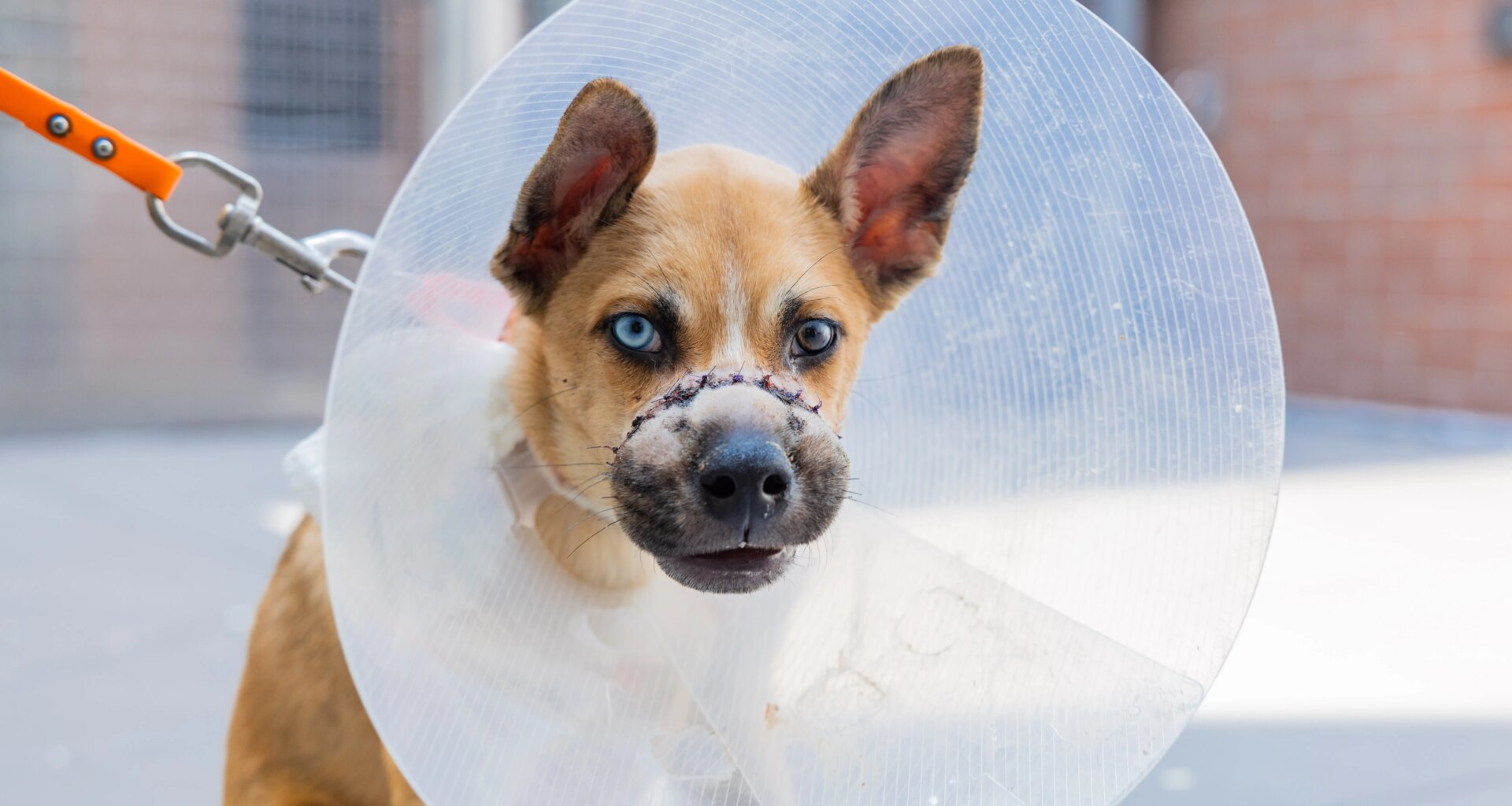 Two puppies abandoned in Queens dumpster with muzzles wired shut now available for adoption