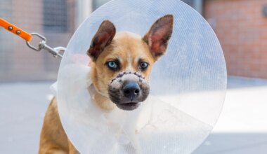 Two puppies abandoned in Queens dumpster with muzzles wired shut now available for adoption