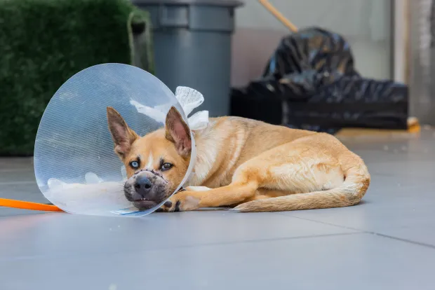 Poppy is pictured at the ASPCA Animal Recovery Center in a recent photo. Last month, in July 2026, two puppies were found reportedly abandoned in a dumpster in Queens with wire-wrapped muzzles. The puppies, Poppy and Petunia, were then transported by the NYPD to an emergency veterinary clinic and then onto the ASPCA Animal Recovery Center in Manhattan for critical care. Both puppies are now available at the ASPCA Adoption Center and are looking for new, loving homes. (ASPCA)