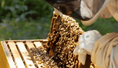 Apples And Honey Day At Queens Botanical Garden