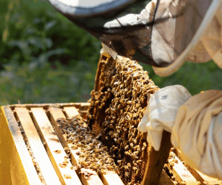 Apples And Honey Day At Queens Botanical Garden
