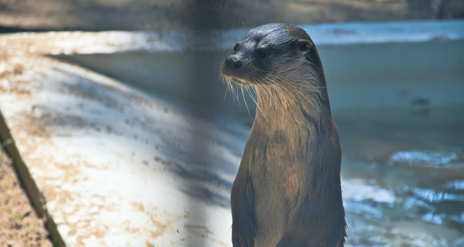River Otter Spotted in the Bronx for the First Time in More Than 100 Years