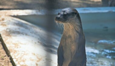 River Otter Spotted in the Bronx for the First Time in More Than 100 Years