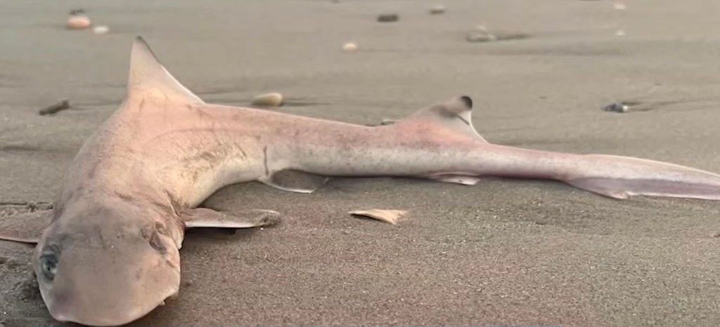 A small, dead shark lying on a sandy beach.