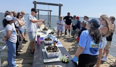 City Island Oyster Reef works to restore a once thriving ecosystem – Bronx Times