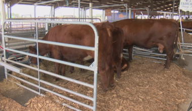 New York State Fair highlights agricultural achievements of local 4-H youth