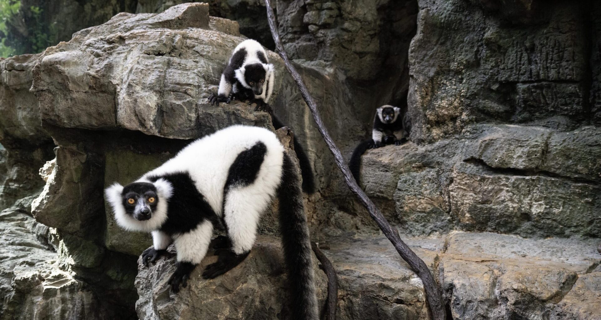 Monday Bulletin: Carriage Ban Could Have Regional Impact; Parking Violators Begin Receiving Neon ‘Stickers of Shame’; Mermaid Inn Owners Lease Former UWS Patsy’s Pizza Space; Rare Baby Lemur Twins Debut in Central Park Zoo
