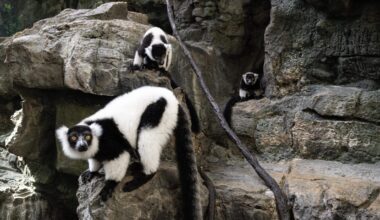 Monday Bulletin: Carriage Ban Could Have Regional Impact; Parking Violators Begin Receiving Neon ‘Stickers of Shame’; Mermaid Inn Owners Lease Former UWS Patsy’s Pizza Space; Rare Baby Lemur Twins Debut in Central Park Zoo