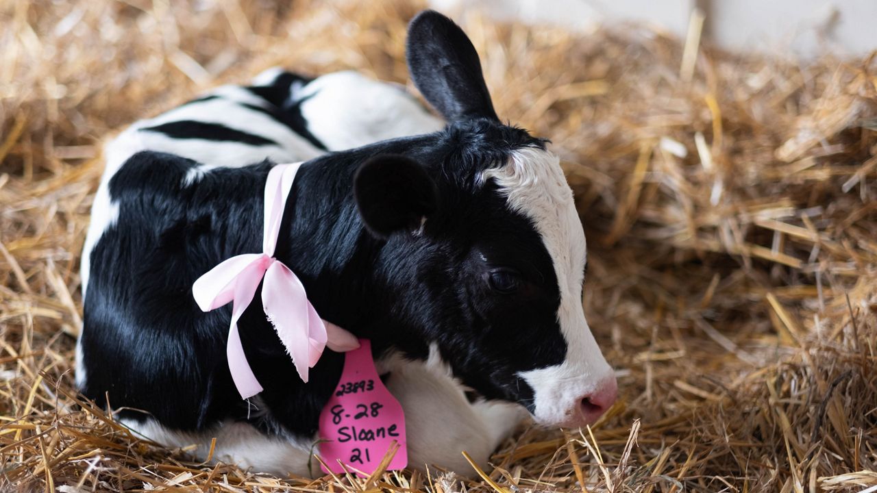 New York’s agricultural industry at the New York State Fair