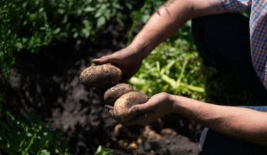 Meet the farmer supplying the State Fair with N.Y. potatoes