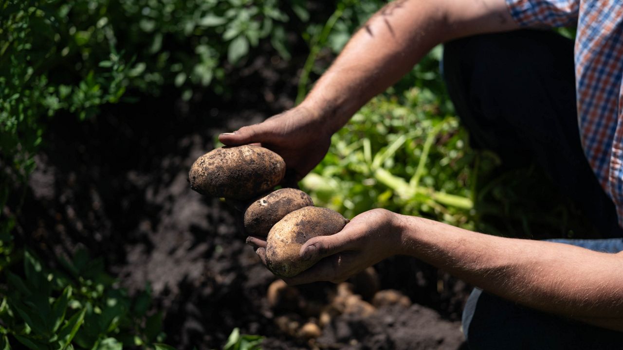 Meet the farmer supplying the State Fair with N.Y. potatoes