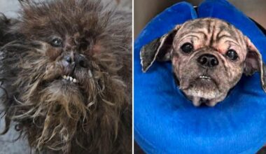 2 abandoned dogs rescued from squalid NYC basement: 'We don’t know how they survived this long'
