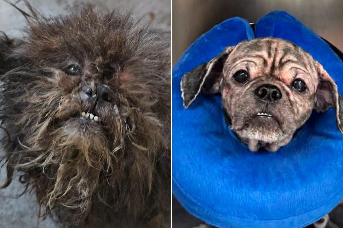2 abandoned dogs rescued from squalid NYC basement: 'We don’t know how they survived this long'